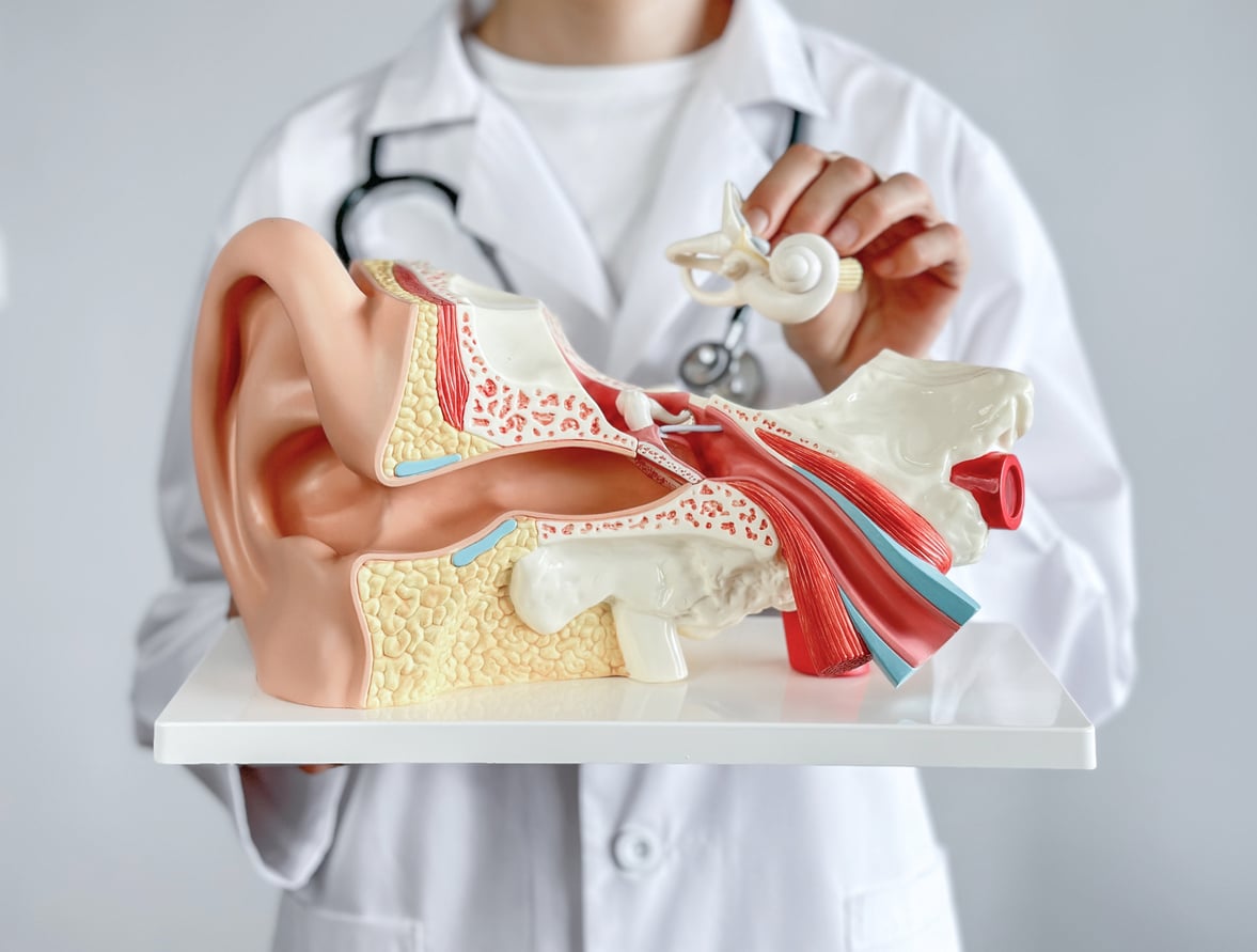 doctor holding up a model of an ear showing the outer and middle ear